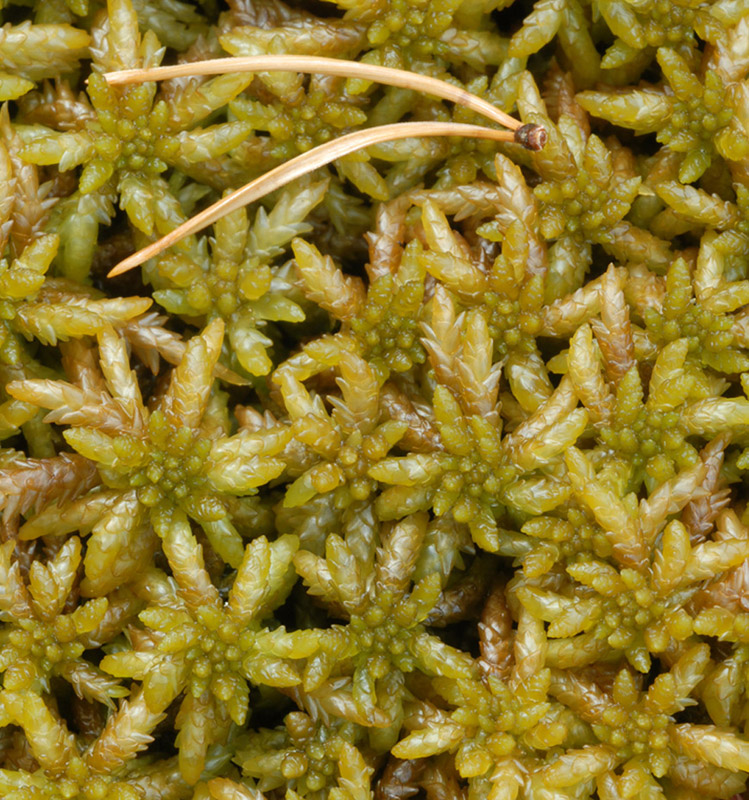 Sphagnum affine